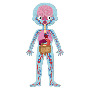 Образователен детски пъзел - Човешкото тяло от Janod-bellamiestore