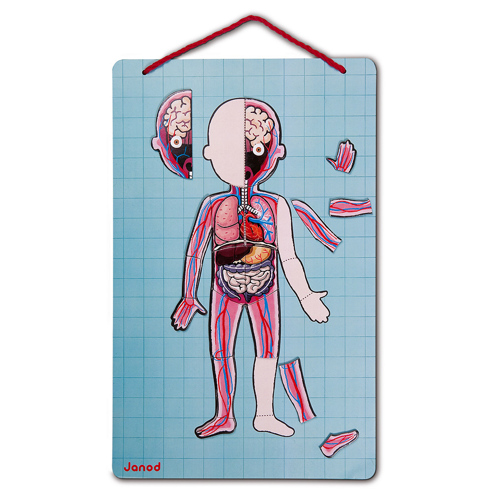 Janod Магнитна игра - Анатомия на човешкото тяло-bellamiestore