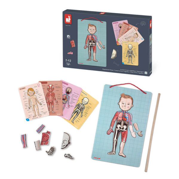 Janod Магнитна игра - Анатомия на човешкото тяло-bellamiestore