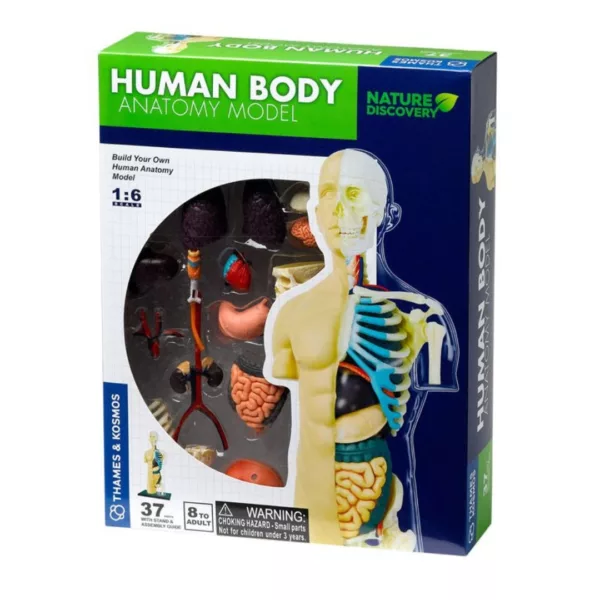 Детски комплект – Анатомия на човешкото тяло Thames & Kosmos с 37 части и органи