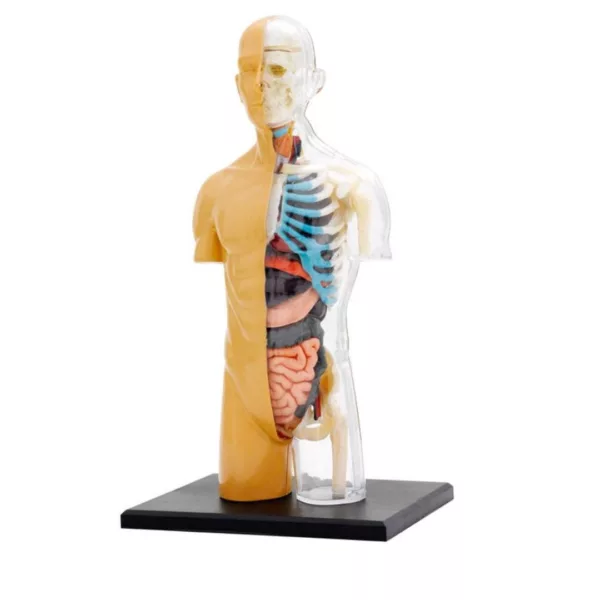 Модел анатомия на човешкото тяло Thames & Kosmos със скелет, органи и прозрачна обвивка