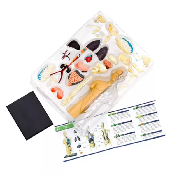Комплект органи и части за сглобяване – Анатомия човешко тяло Thames & Kosmos