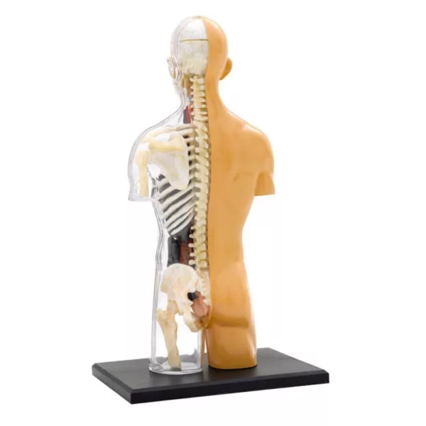 Модел човешко тяло Thames & Kosmos – изглед отзад със скелет и гръбначен стълб