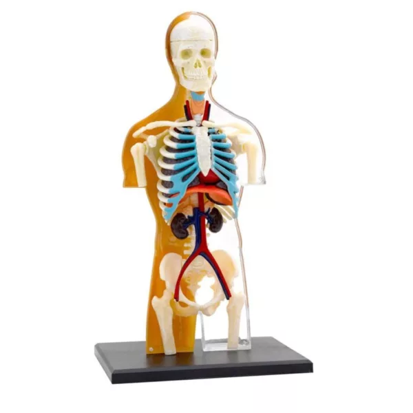 Образователен модел човешка анатомия Thames & Kosmos със скелет и вътрешни органи